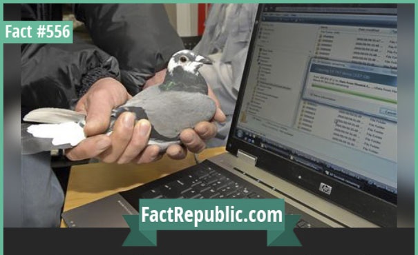 factrepublic1