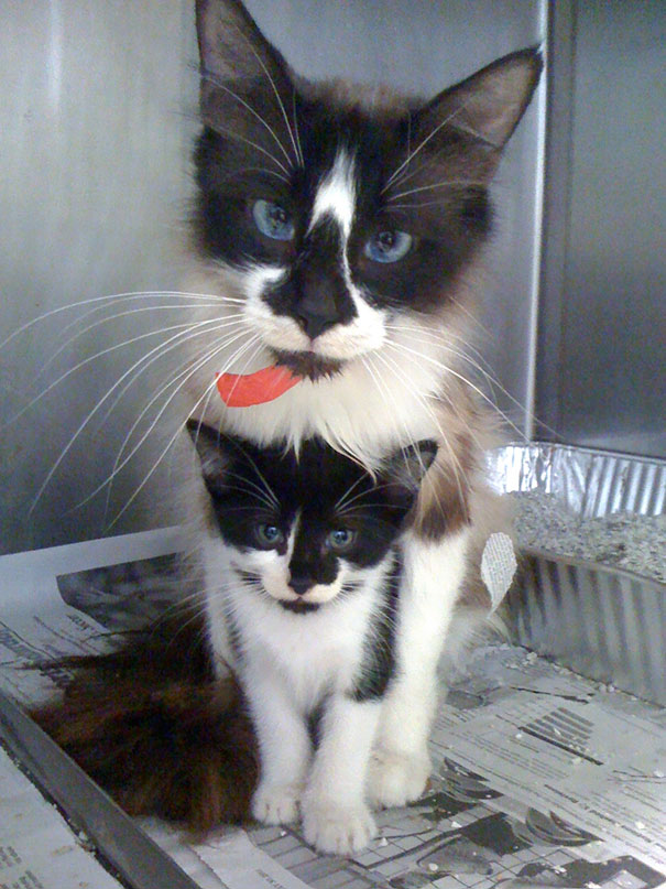 cute-animal-pictures-shelter-workers-63-5a8596d400619__605.jpg