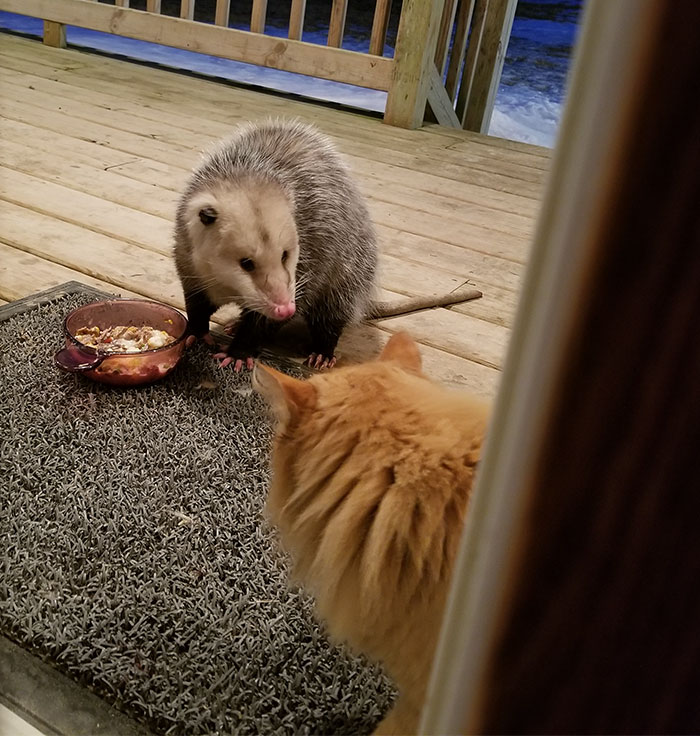 possum-steal-cat-food-1-5aa0e679bdbfc 700