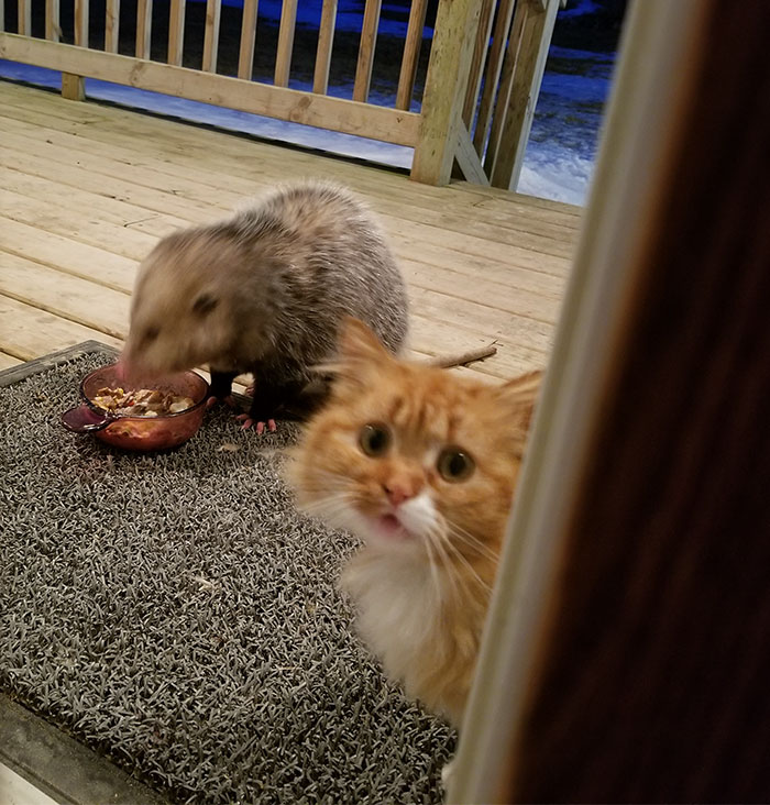 possum-steal-cat-food-2-5aa0e67b9b5ba 700