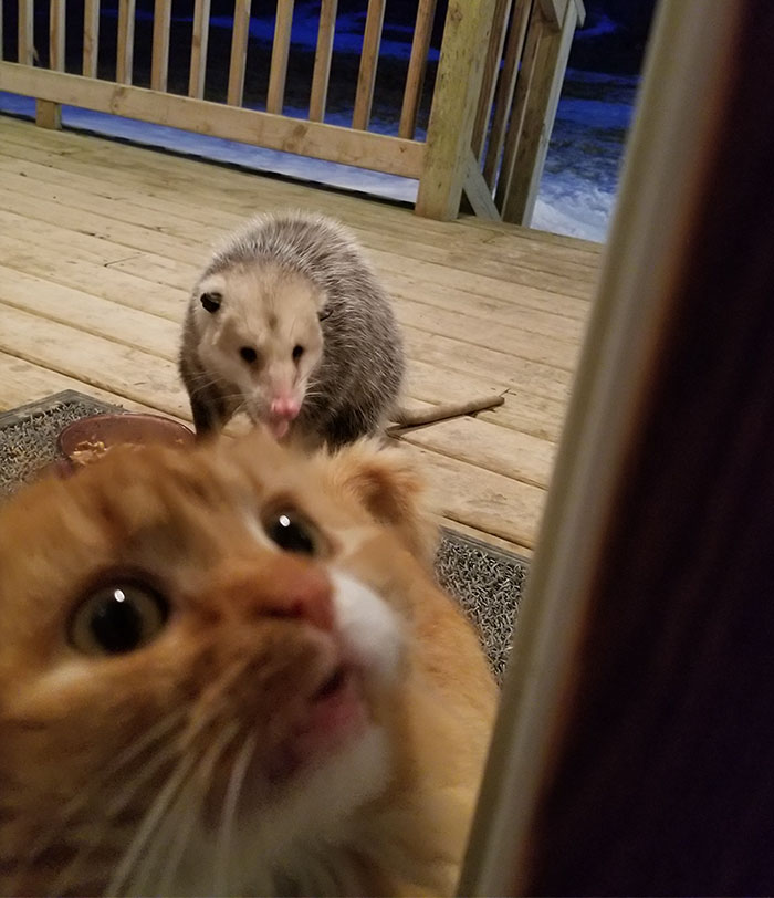 possum-steal-cat-food-3-5aa0e67d3f455 700