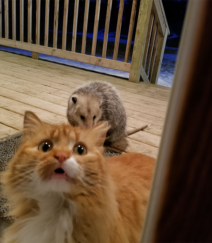 possum-steal-cat-food-4-5aa0e67fecad9 700