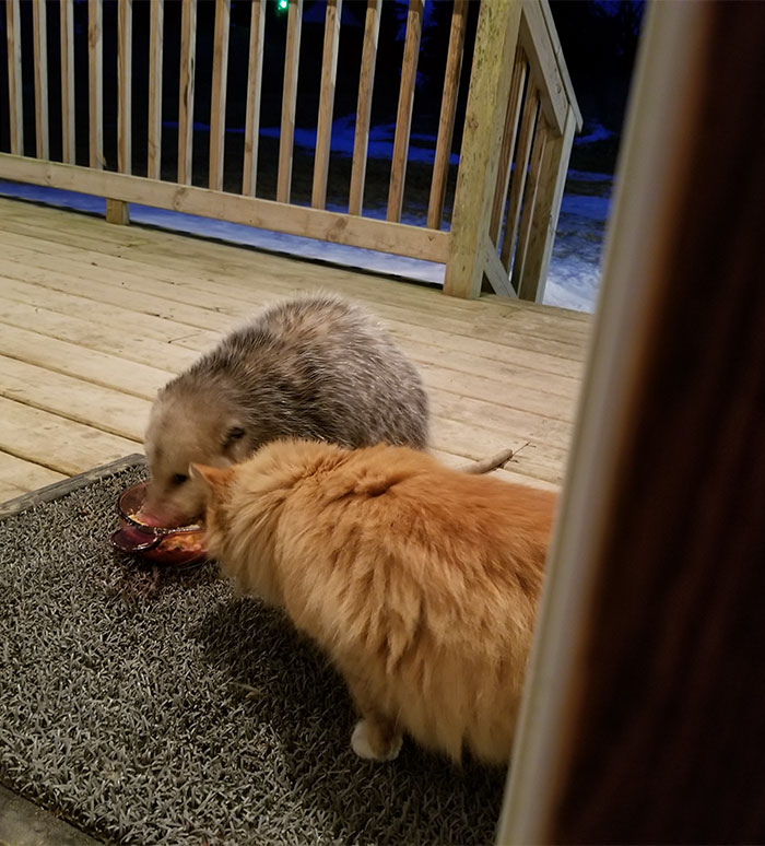 possum-steal-cat-food-5-5aa0e681b5340 700