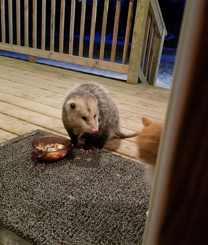 possum-steal-cat-food-6-5aa0e68362308 700