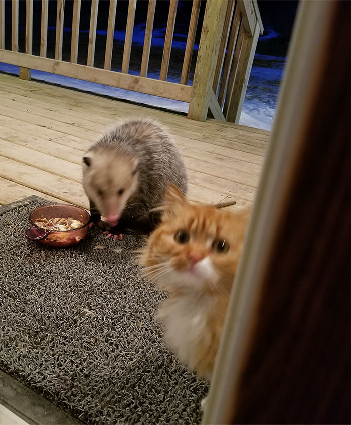 possum-steal-cat-food-7-5aa0e6864dfe7 700