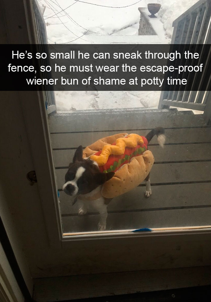 foto_dog.jpg
