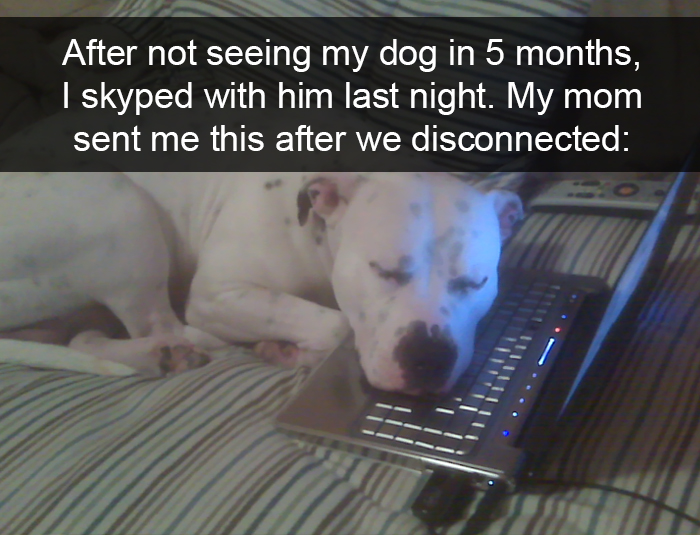 foto_dog2.jpg
