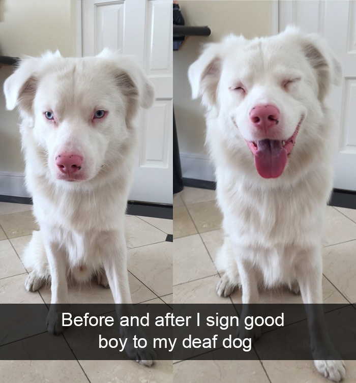 foto_dog3.jpg