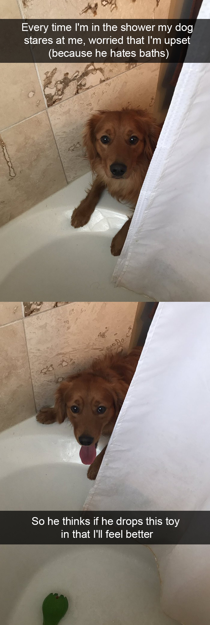 foto_dog4.jpg