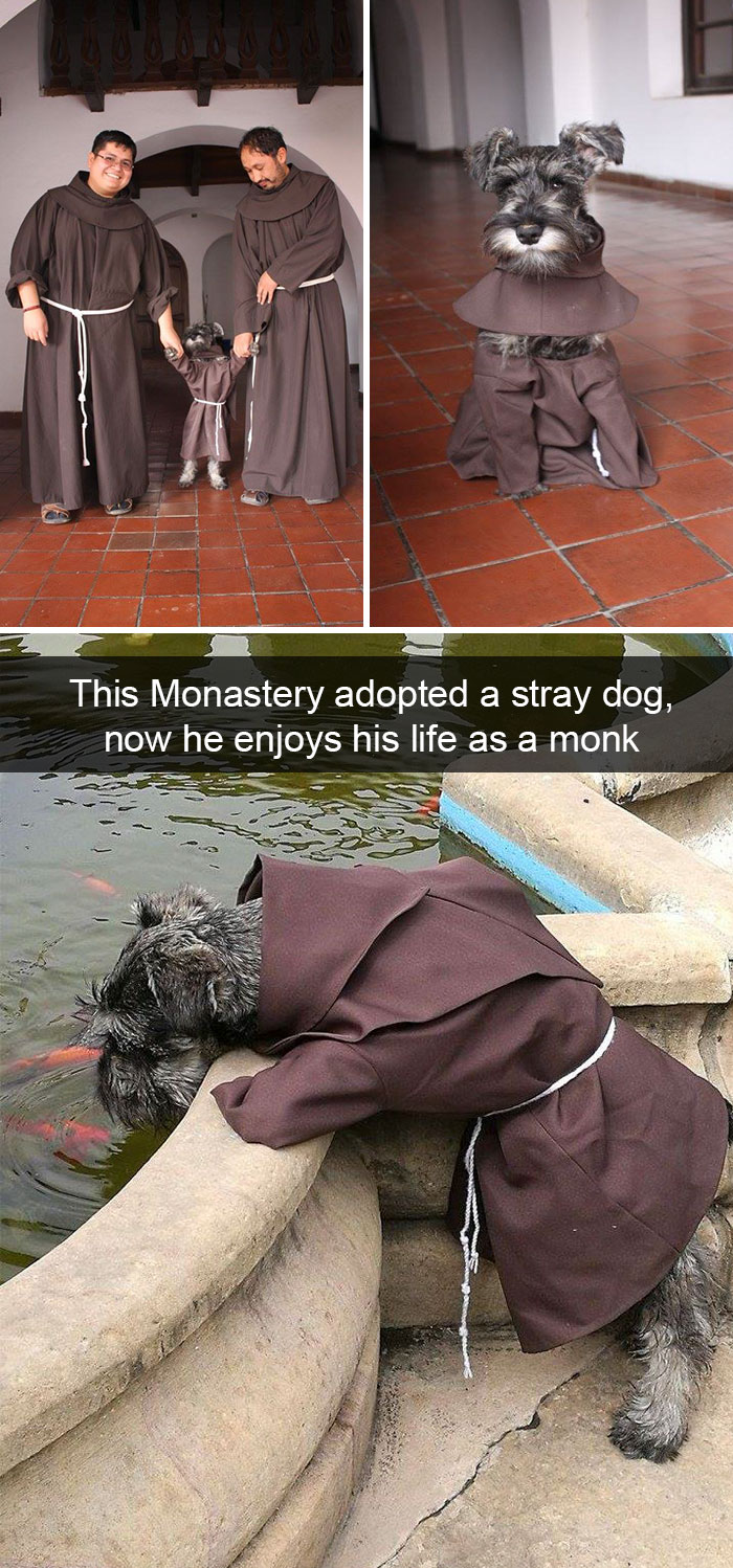 foto_dogs10.jpg