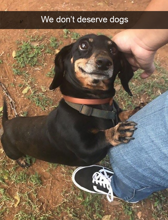 foto_dogs5.jpg