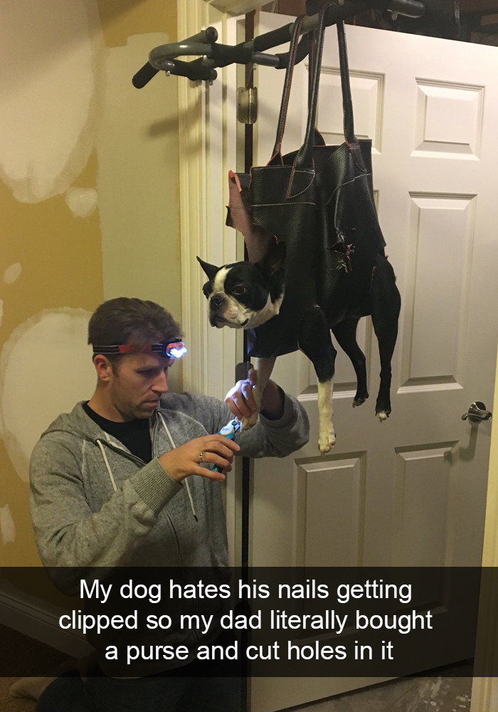 foto_dogs7.jpg
