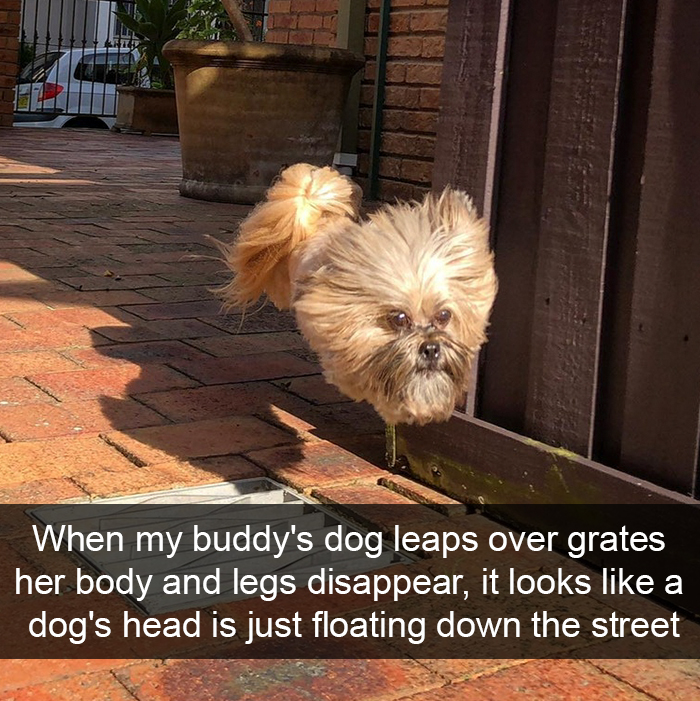 foto_dogs9.jpg