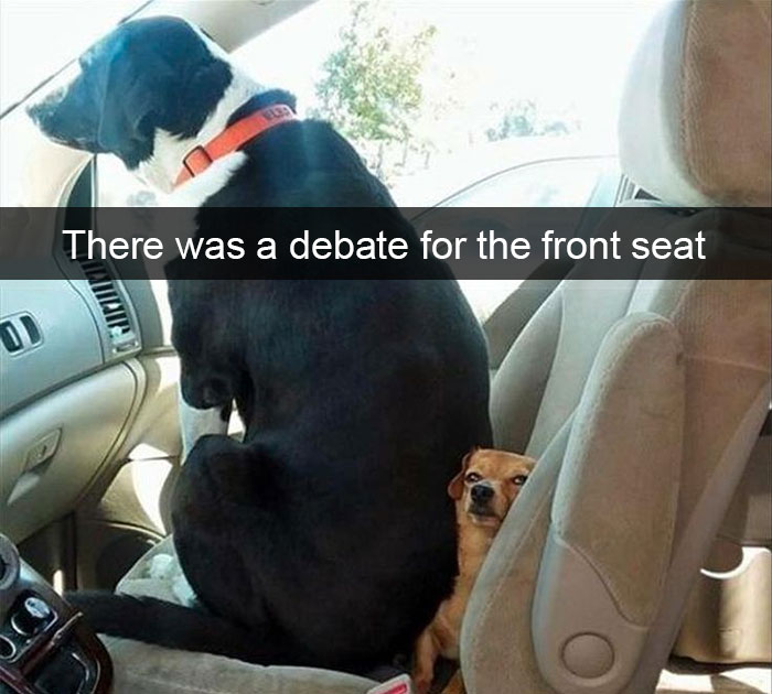 foto_dogs_6.jpg