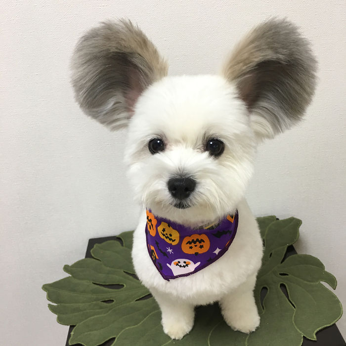 BZ-0QvUHpBD-png 700