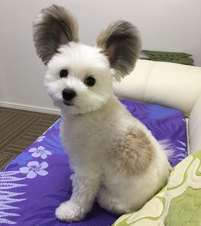 Meet-Goma-the-rat-eared-dog-that-is-conquering-the-internet-5ac5d183136dd 700