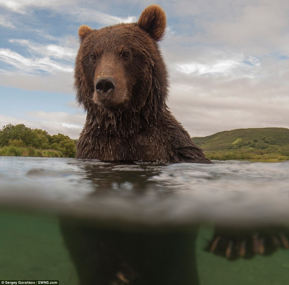 bear1