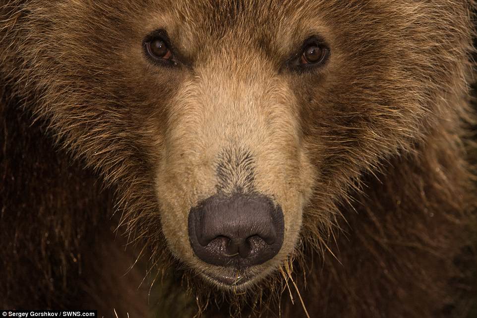 bear10