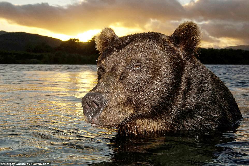 bear11