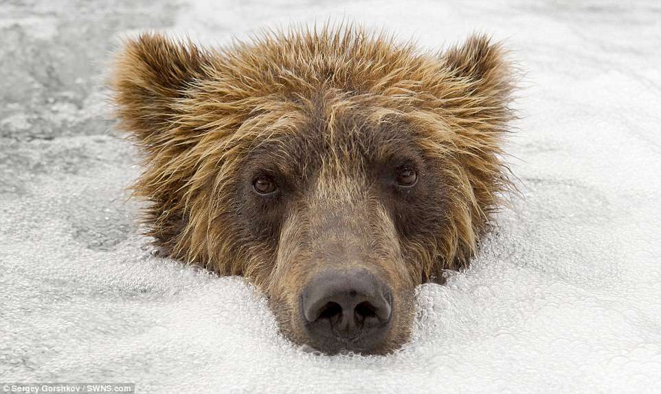 bear12
