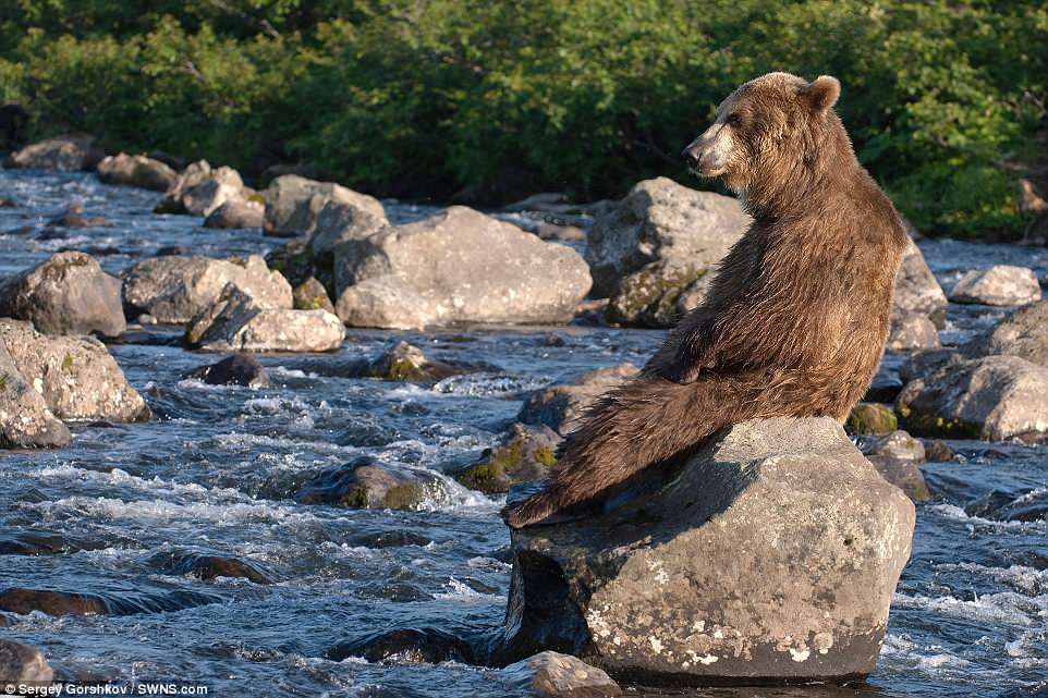 bear2