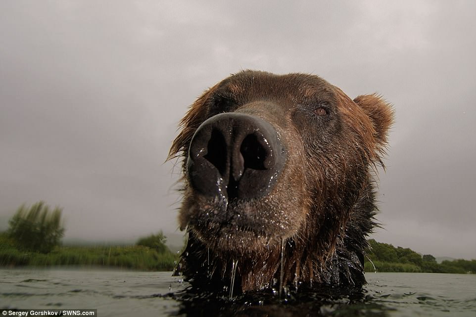 bear4