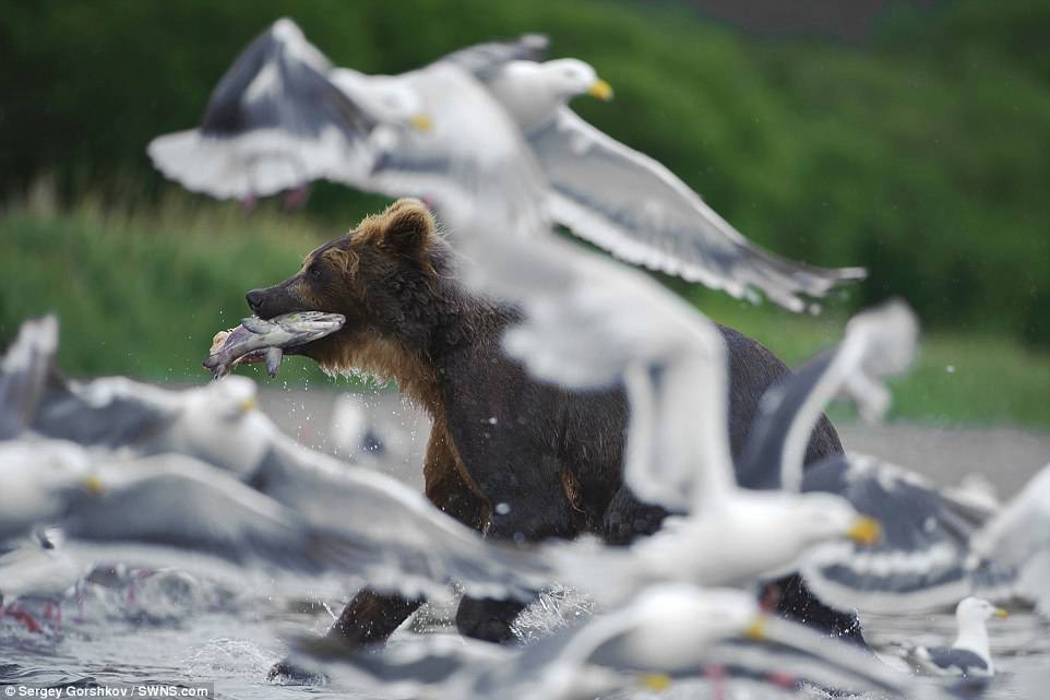 bear5