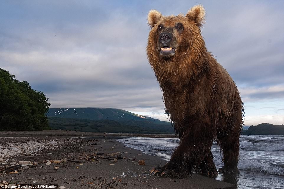 bear7
