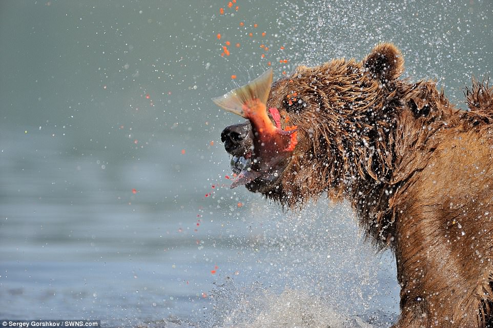 bear8