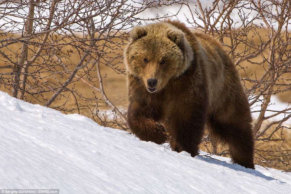 bear9