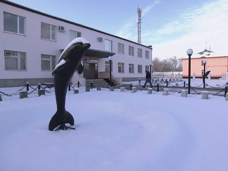 black dolphin 2