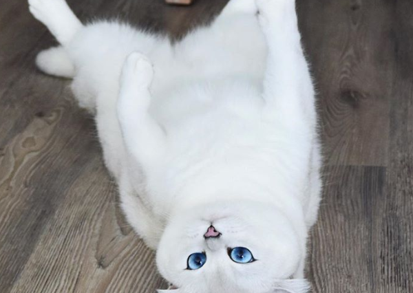 catttt2.png