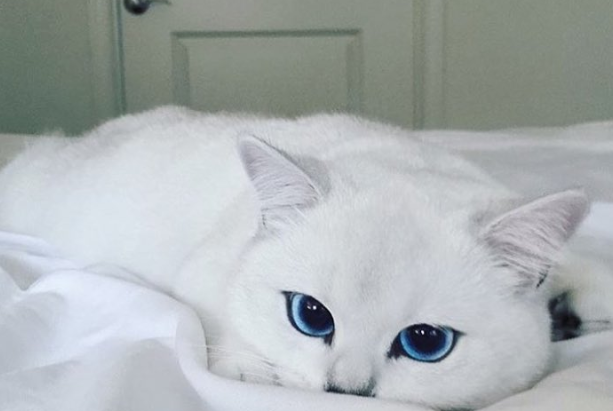 cattttt.png