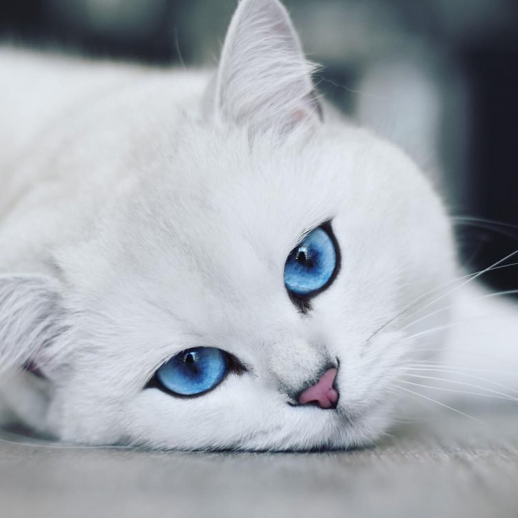 coby-the-cat-750x750.jpg