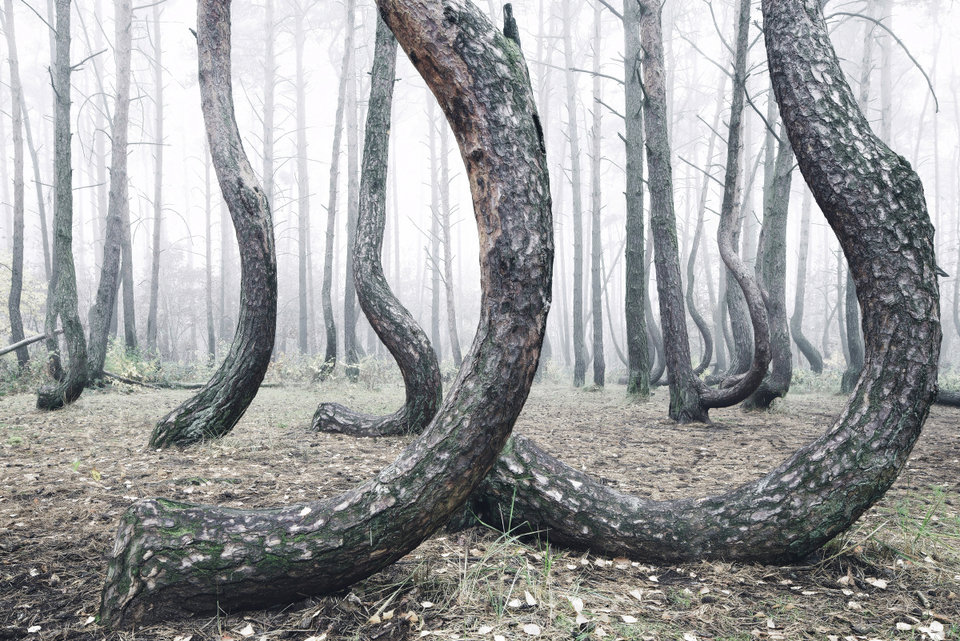 forest.jpg