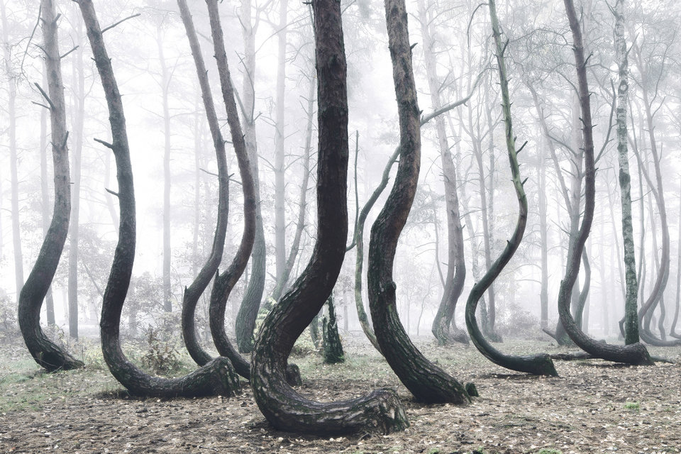 forestt.jpg