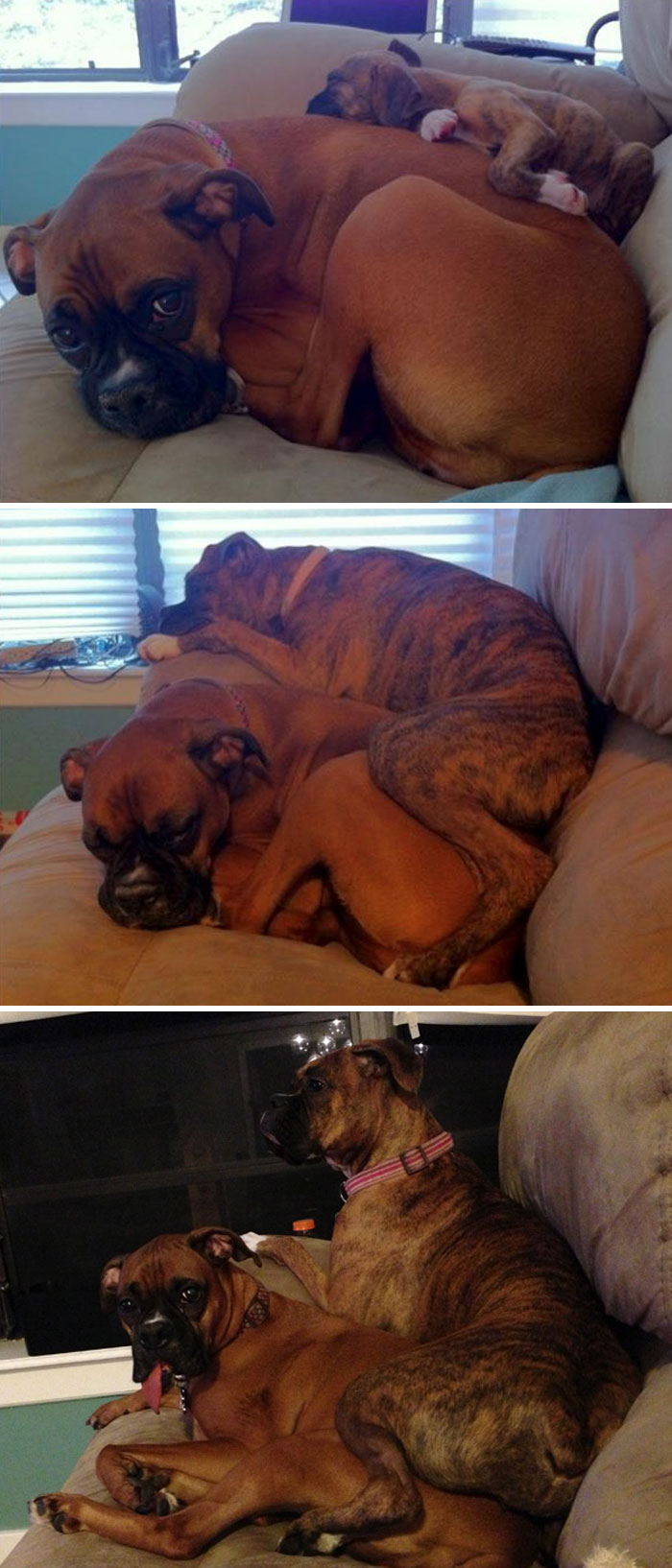 funny-boxers-dogs-13-5b2bb092a4399__700.jpg