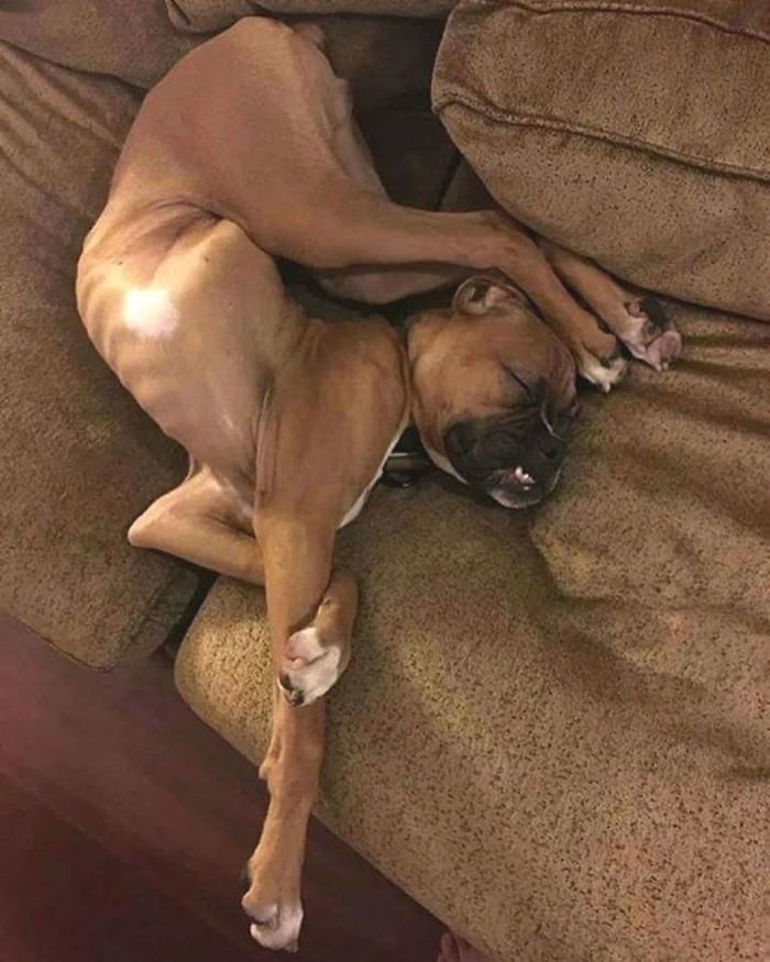 funny-boxers-dogs-187-5b3a29a8b48c7__700.jpg