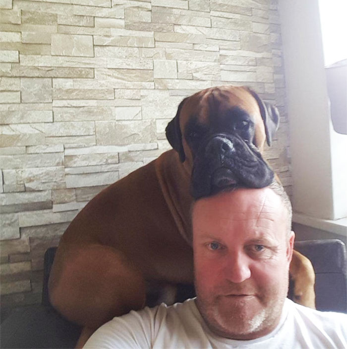 funny-boxers-dogs-300-5b34c7116a762__700.jpg