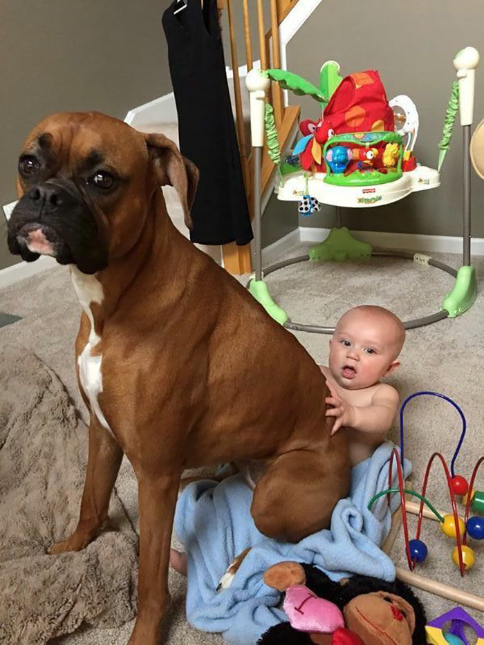 funny-boxers-dogs-34-5b3471b109c76__700.jpg