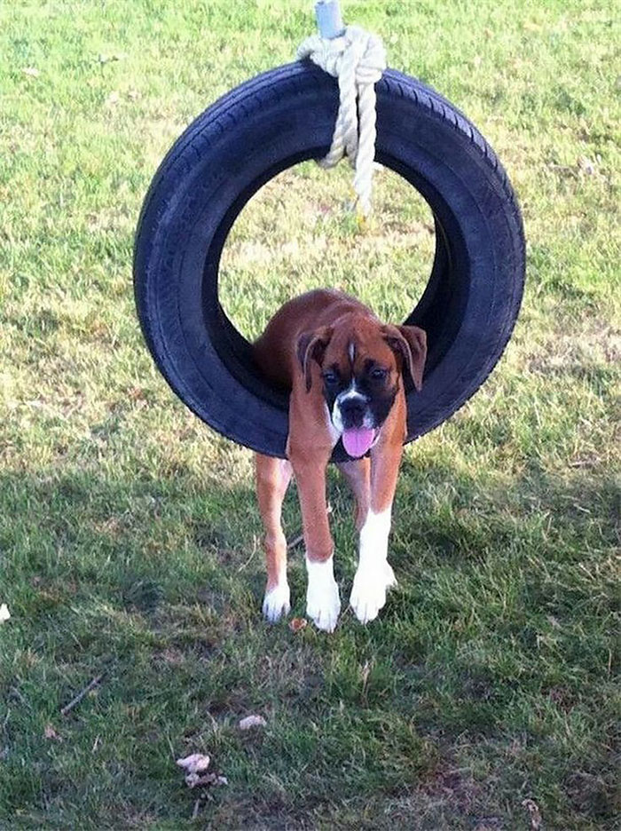 funny-boxers-dogs-47-5b34a274586c1__700.jpg