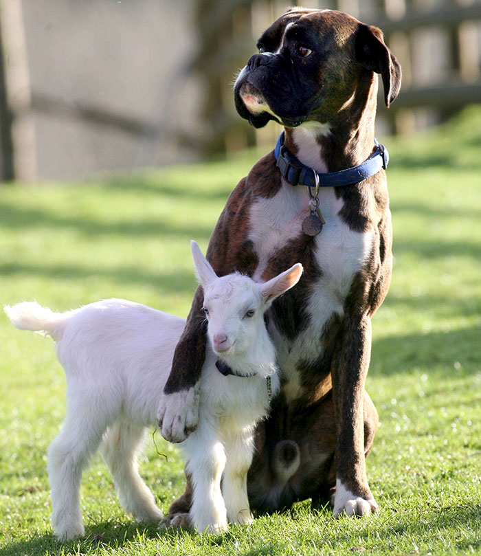 funny-boxers-dogs-56-5b3a107874b86__700.jpg