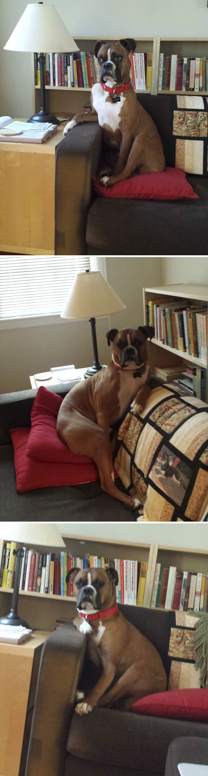 funny-boxers-dogs-57-5b3c810c4dea9__700.jpg