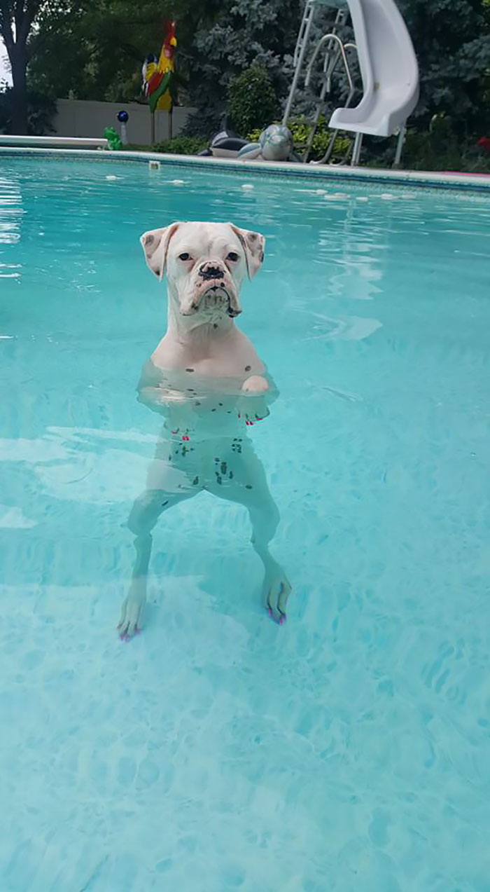 funny-boxers-dogs-7-5b2a16f4d1196__700.jpg