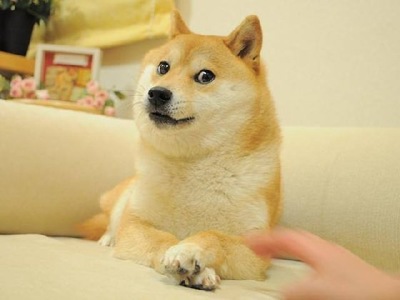 dogeddf11.jpg