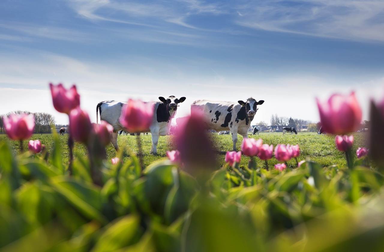 FrieslandCampina_Generic_Photo.jpg