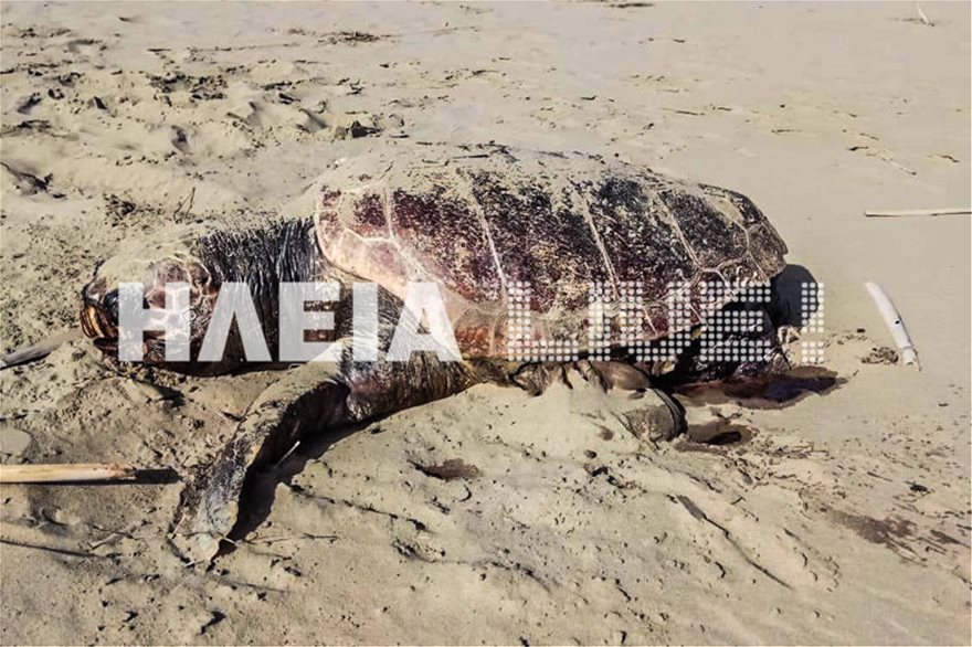 caretta-4.jpg