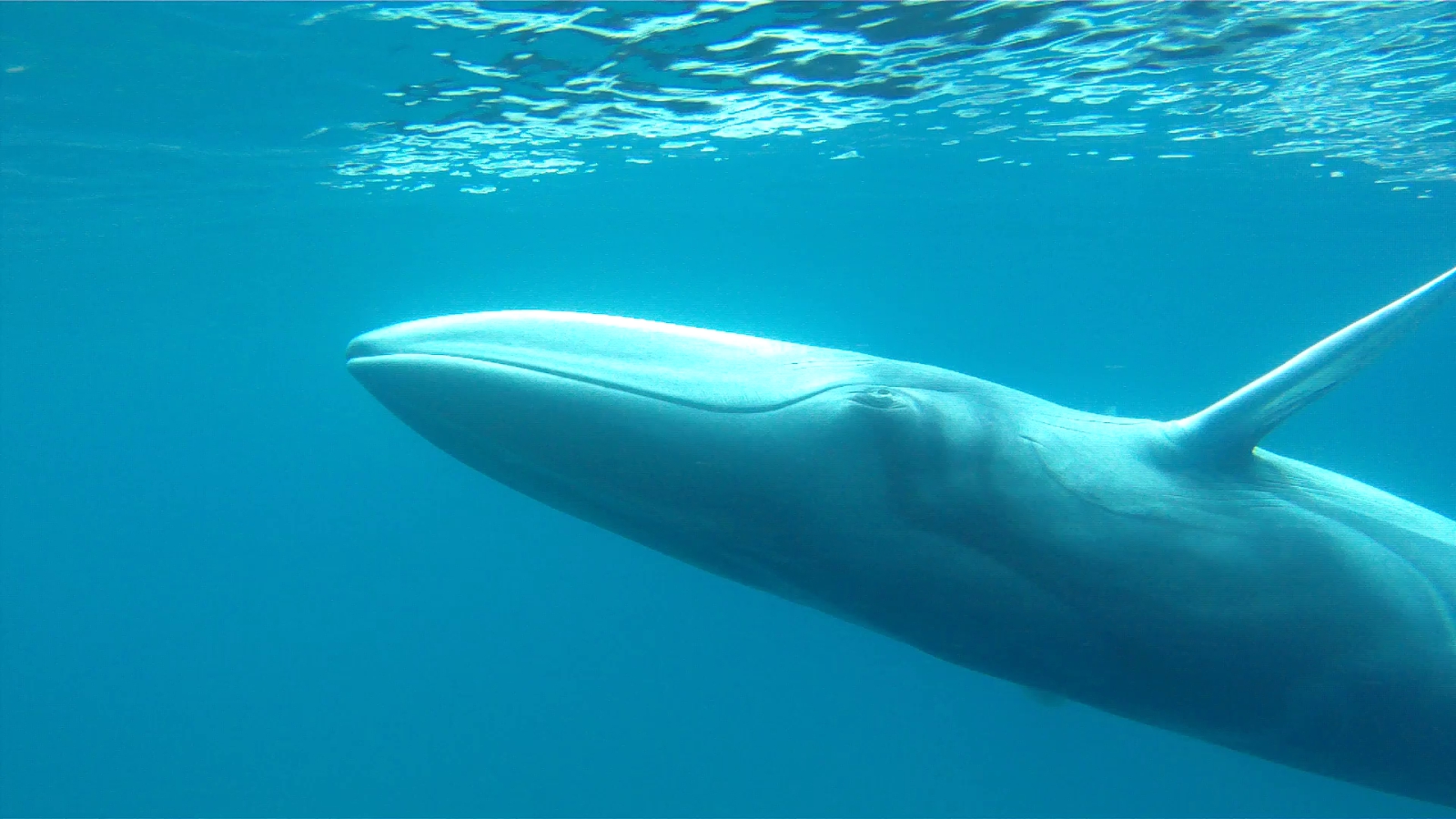 Δείτε την απίστευτα σπάνια φάλαινα που κατέγραψε για πρώτη φορά κάμερα