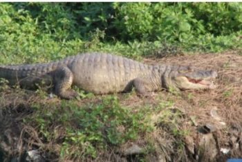Δεν πιστεύετε που βρίσκεται αυτός ο πεινασμένος σαρκοφάγος αλιγάτορας – Δείτε που