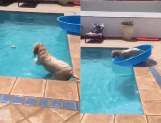 Πανέξυπνο σκυλάκι χρησιμοποιεί λεκάνη ως…